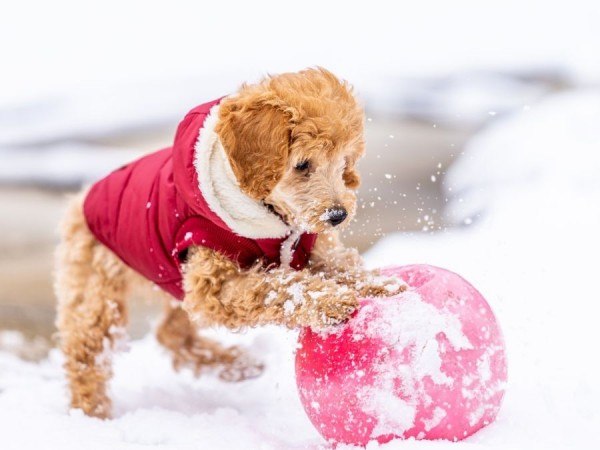 Shopping For Your Fur Baby